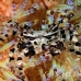 crab_zebra_cr_hsb_r_h_0218_kom3214.jpg